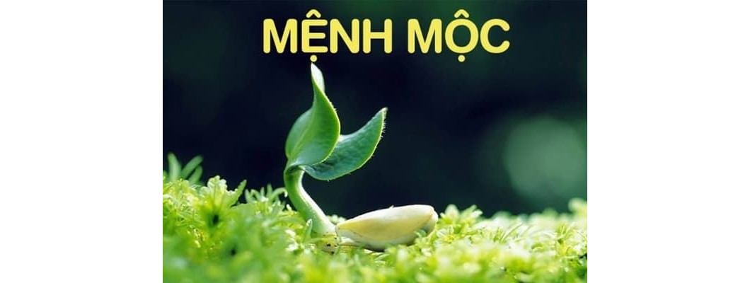 Cách Chọn Gạch Lát Nền Hợp Mệnh Mộc