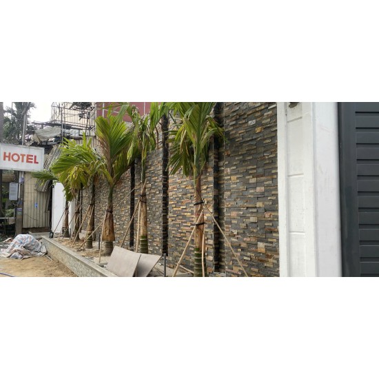 Đá chẻ ghép vàng 10x50 cm ốp trang trí